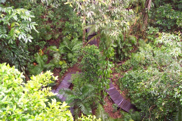 Rainforest, Queensland, Australia